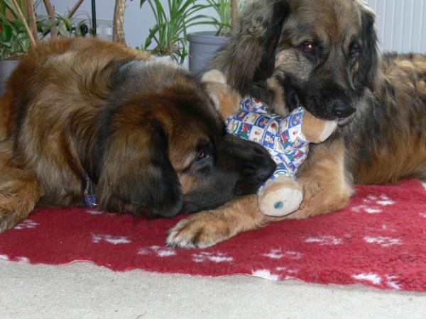 Ludwig und Bösel Ludwig und Bösel